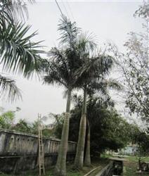 Nhấn vào để xem ..